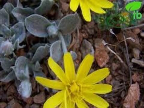 Endemik Türler Kitabı